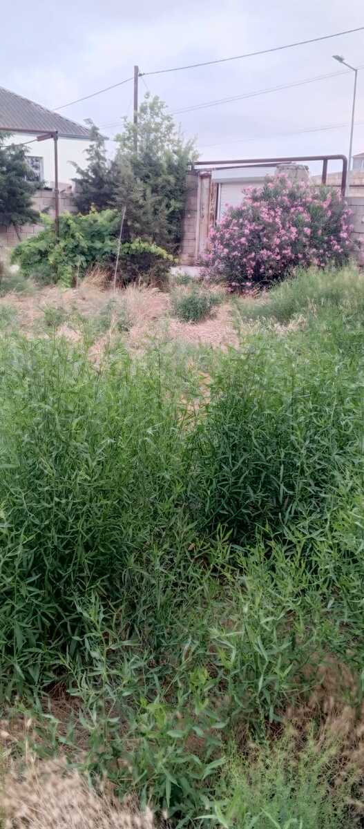 Satılır 5 otaqlı həyət evi/bağ evi 200 m² — Ev, villa, Bakı (8)