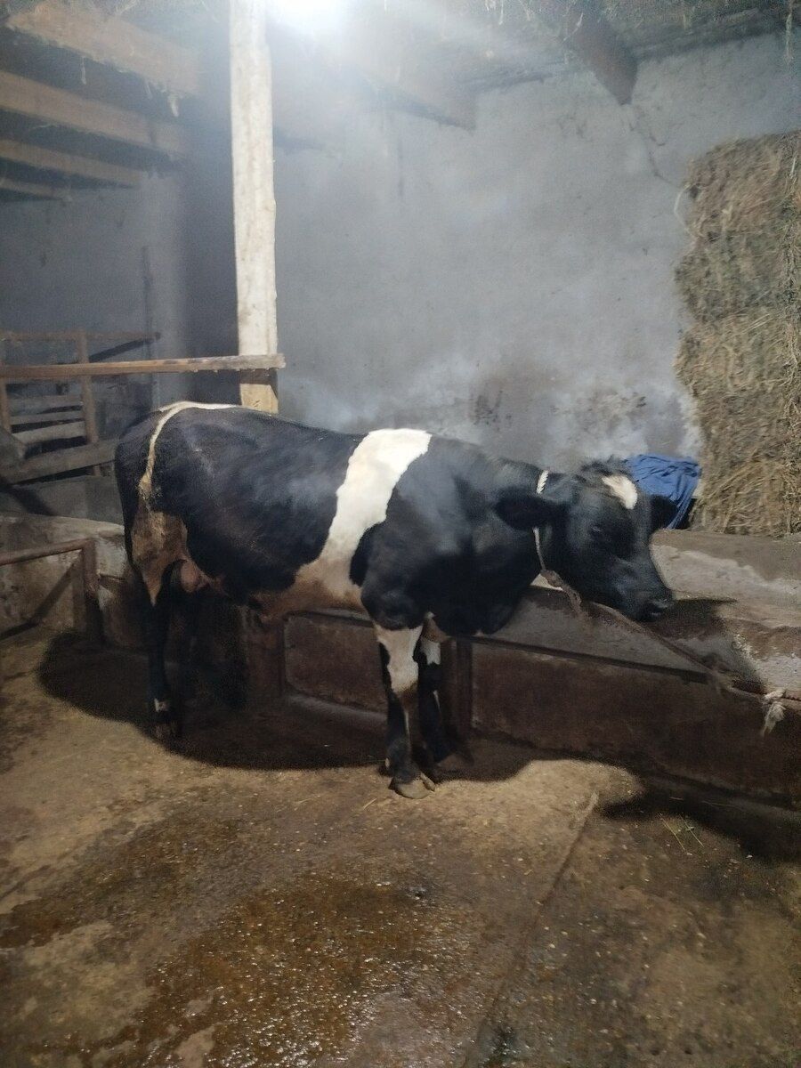 Dana — Heyvanlar, Bakı (2)