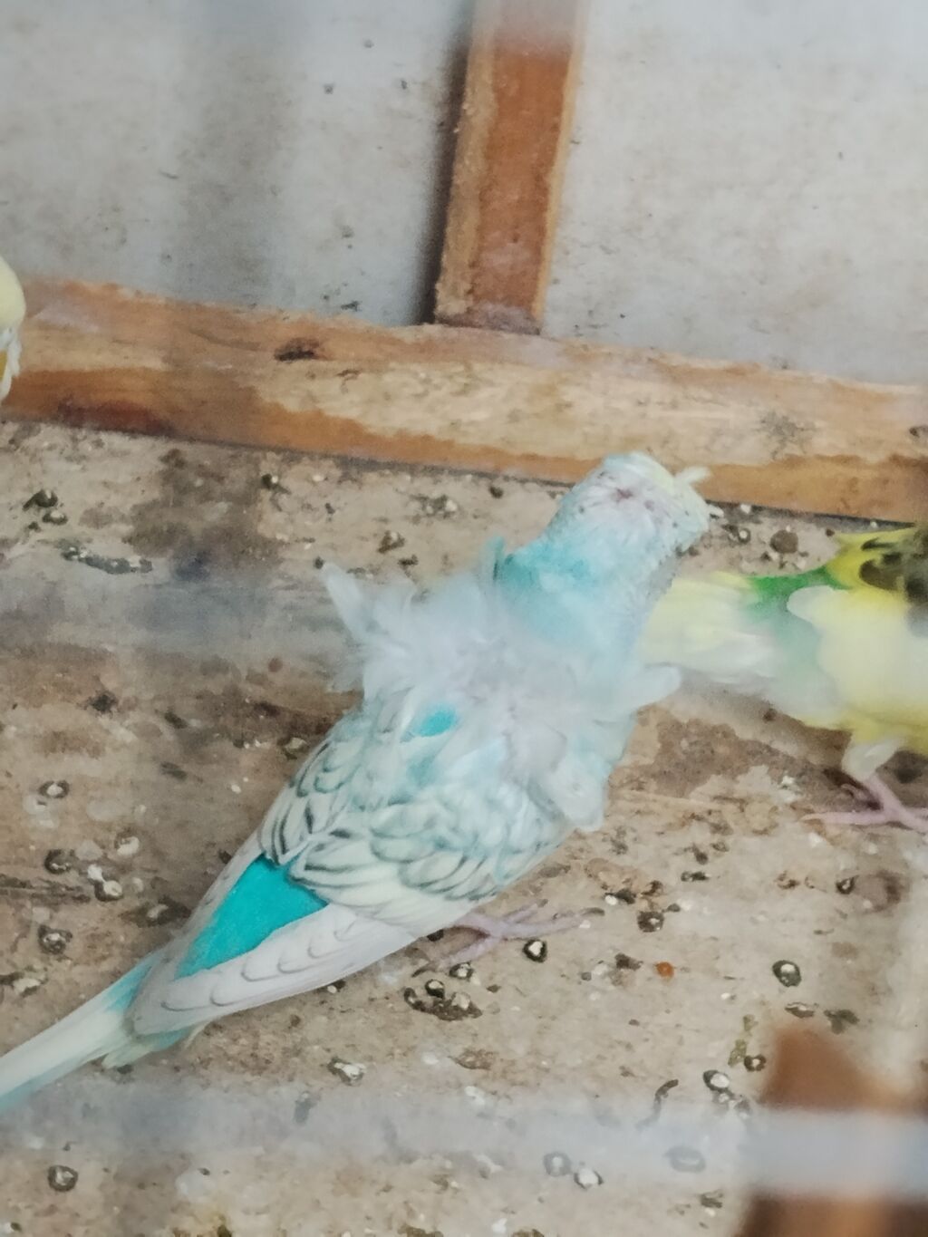 Japones tutuquşu 2 si cütdü 1 tək erkəkdi sağlam quslardi razilaşmaq — Quşlar, Bakı (4)