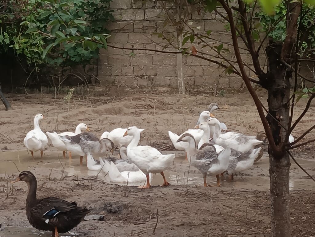 Erkək, Linda, Damazlıq, Ödənişli çatdırılma — Heyvanlar, Digah (3)