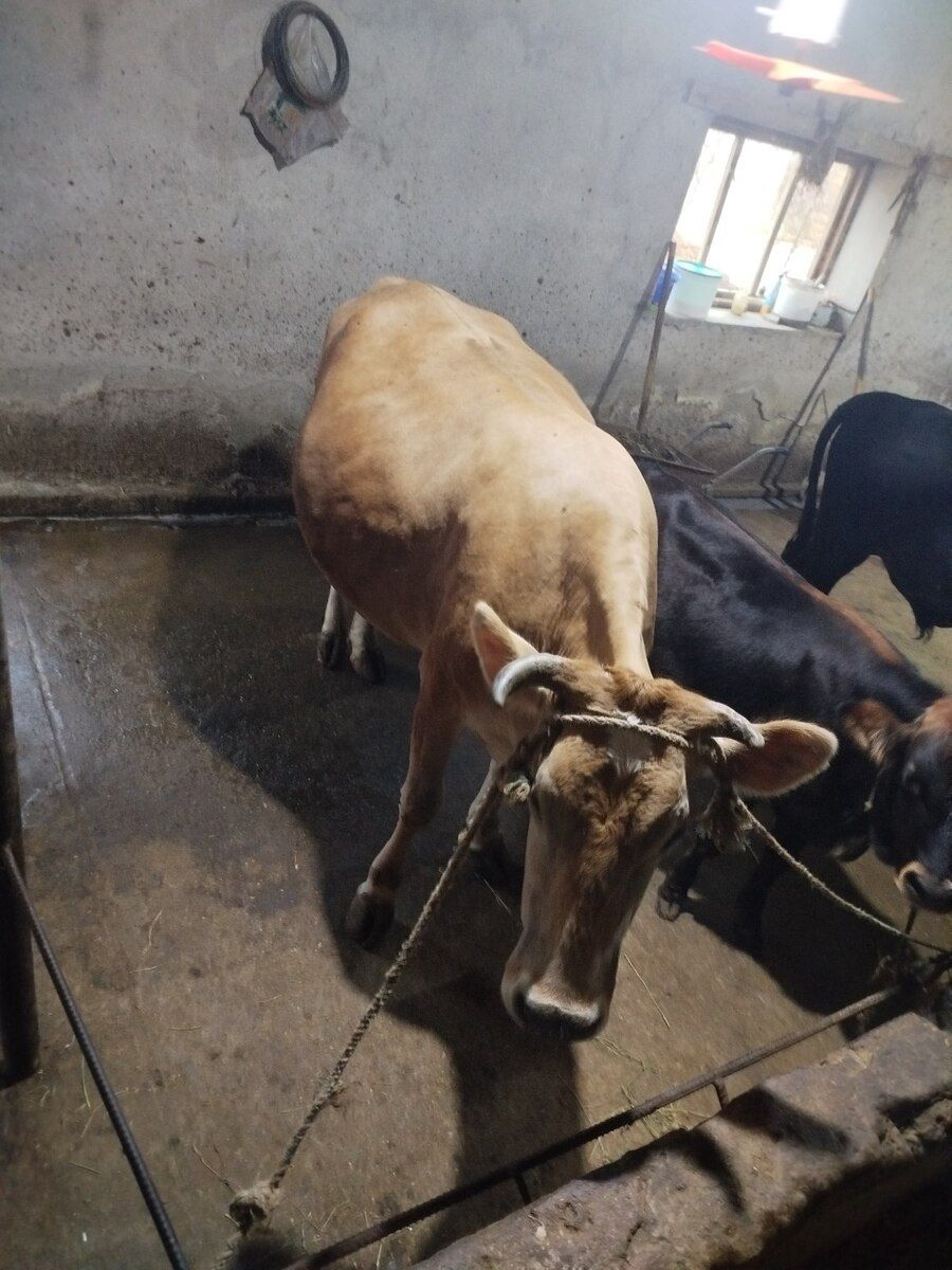 Dana — Heyvanlar, Bakı (7)