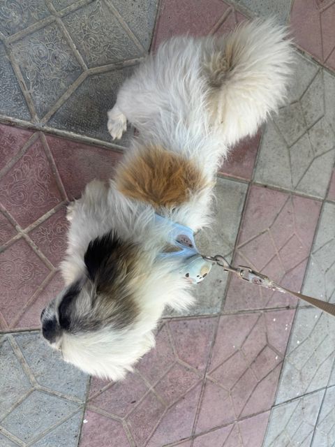 Pekines — Bakı