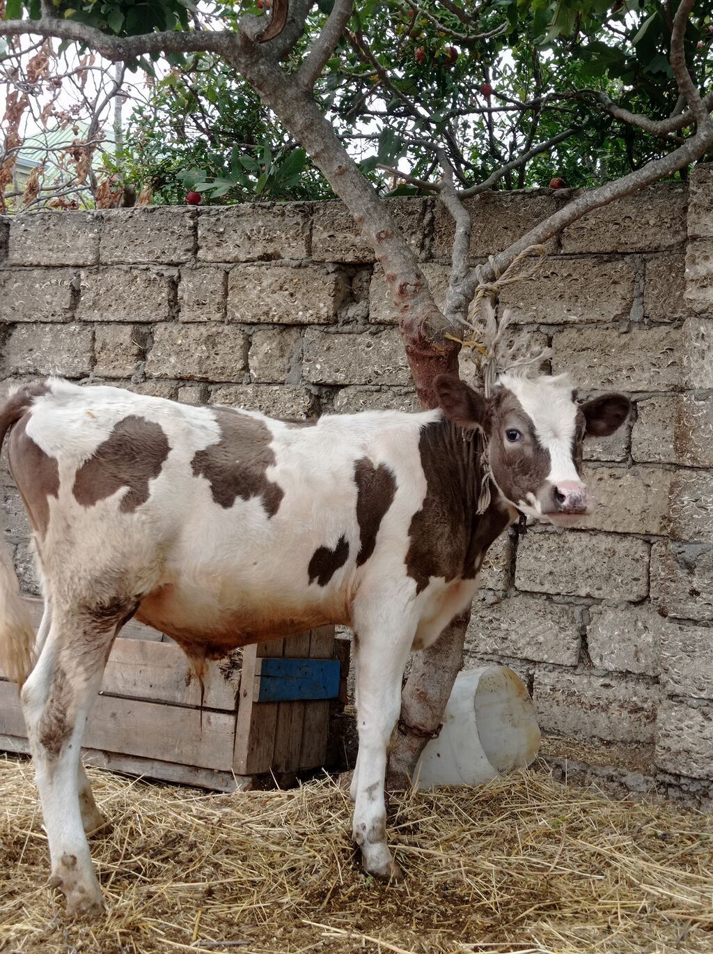 Erkey di öz ineymin balasıdı 6 aylıqdı bine sovxozda — Heyvanlar, Digah (3)