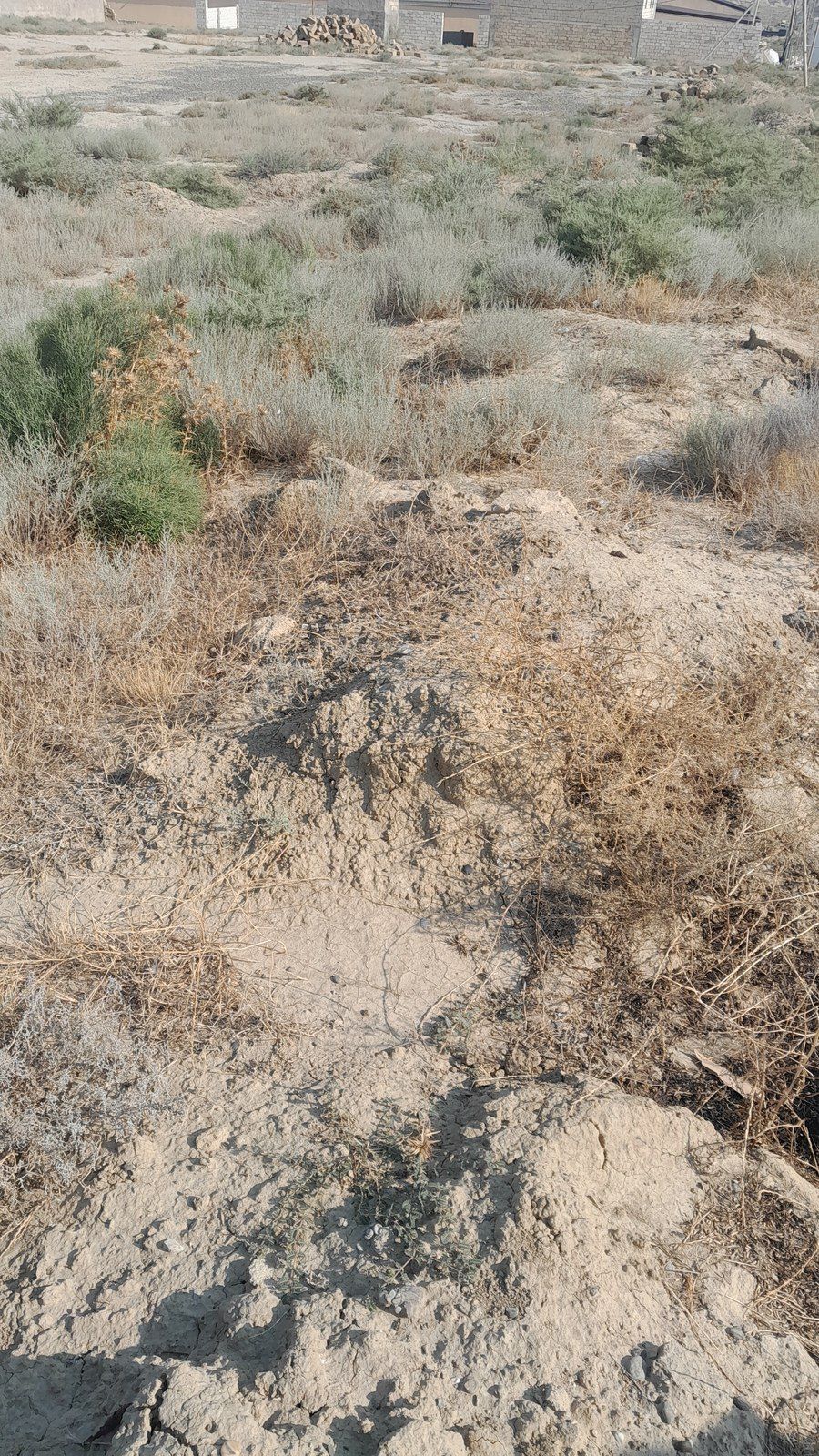Satılır torpaq 32 sot — Torpaq, Bakı (5)