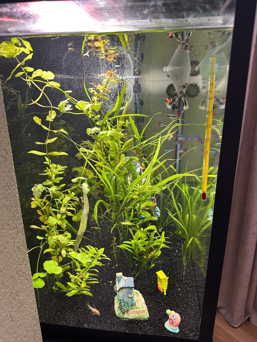 Akvarium — Akvariumlar və balıqlar, Bakı (4)