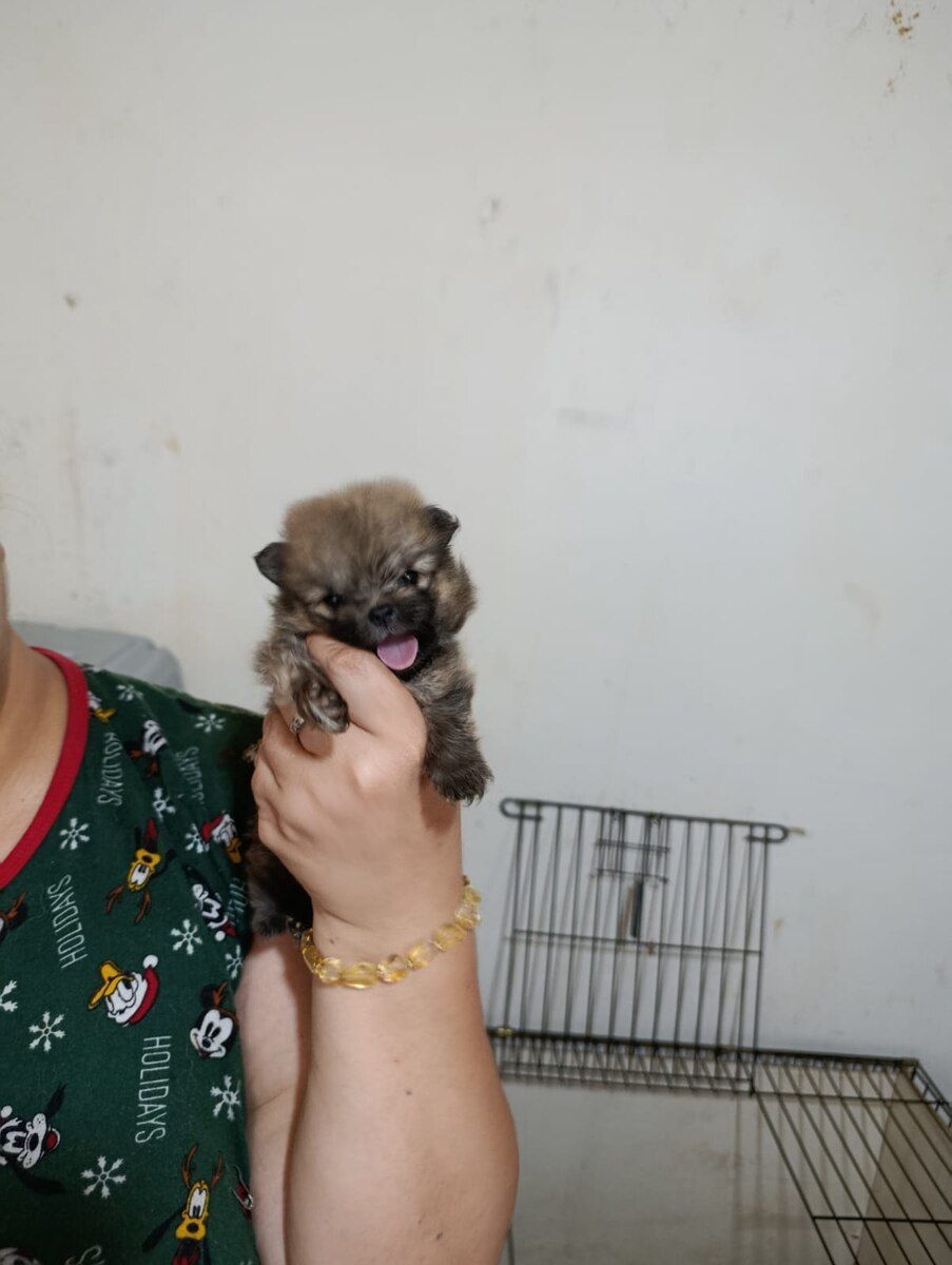Pomeranian şpits — Heyvanlar, Bakı (8)