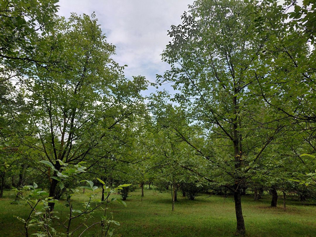 Satılır torpaq 29 sot — Torpaq, Quba (12)