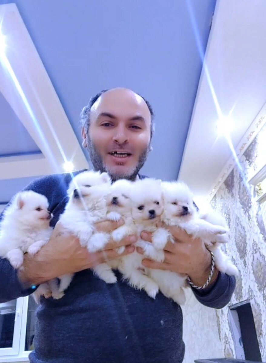 Pomeranian şpits — Heyvanlar, Bakı (4)