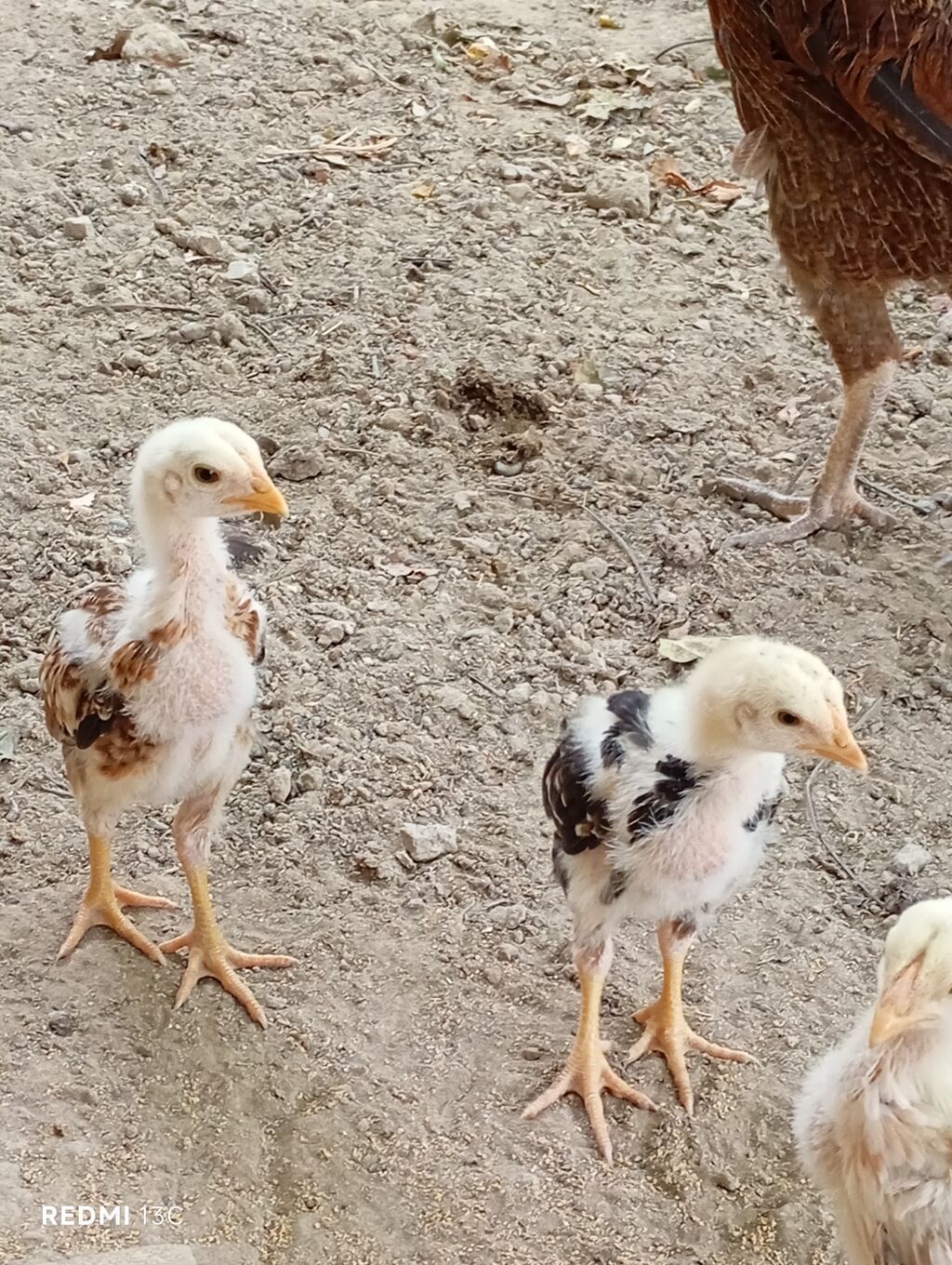 Toyuq cücələri, Ətlik — Heyvanlar, Xırdalan (2)