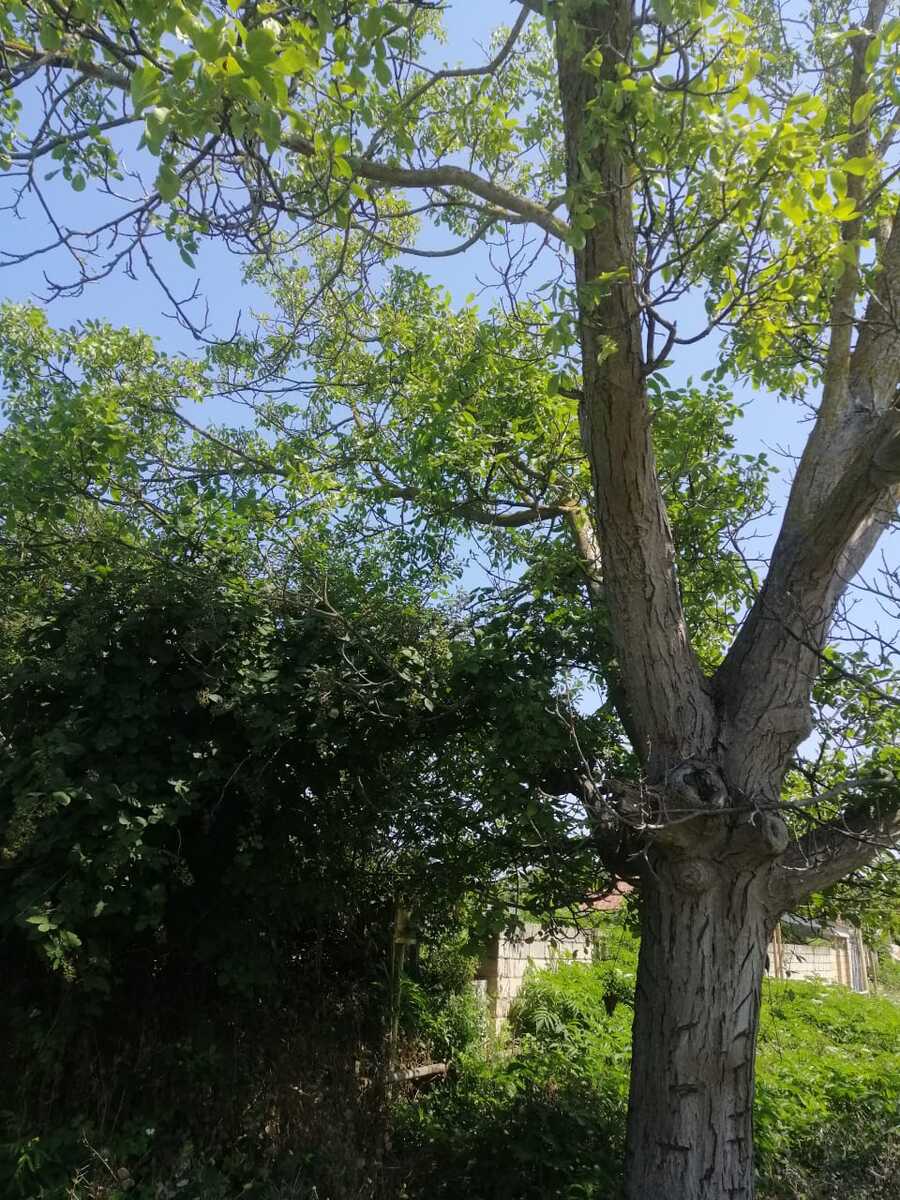 Satılır torpaq 12 sot — Torpaq, Xaçmaz (5)