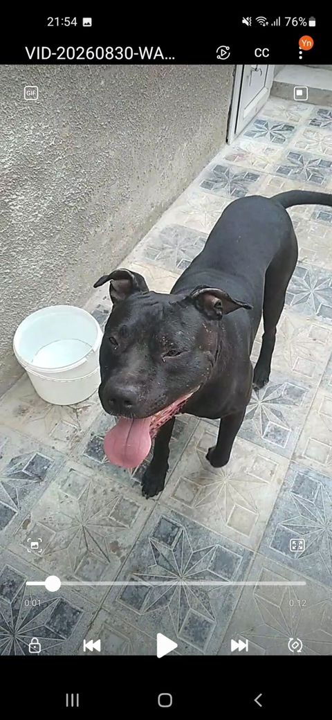 Pitbul — Bakı