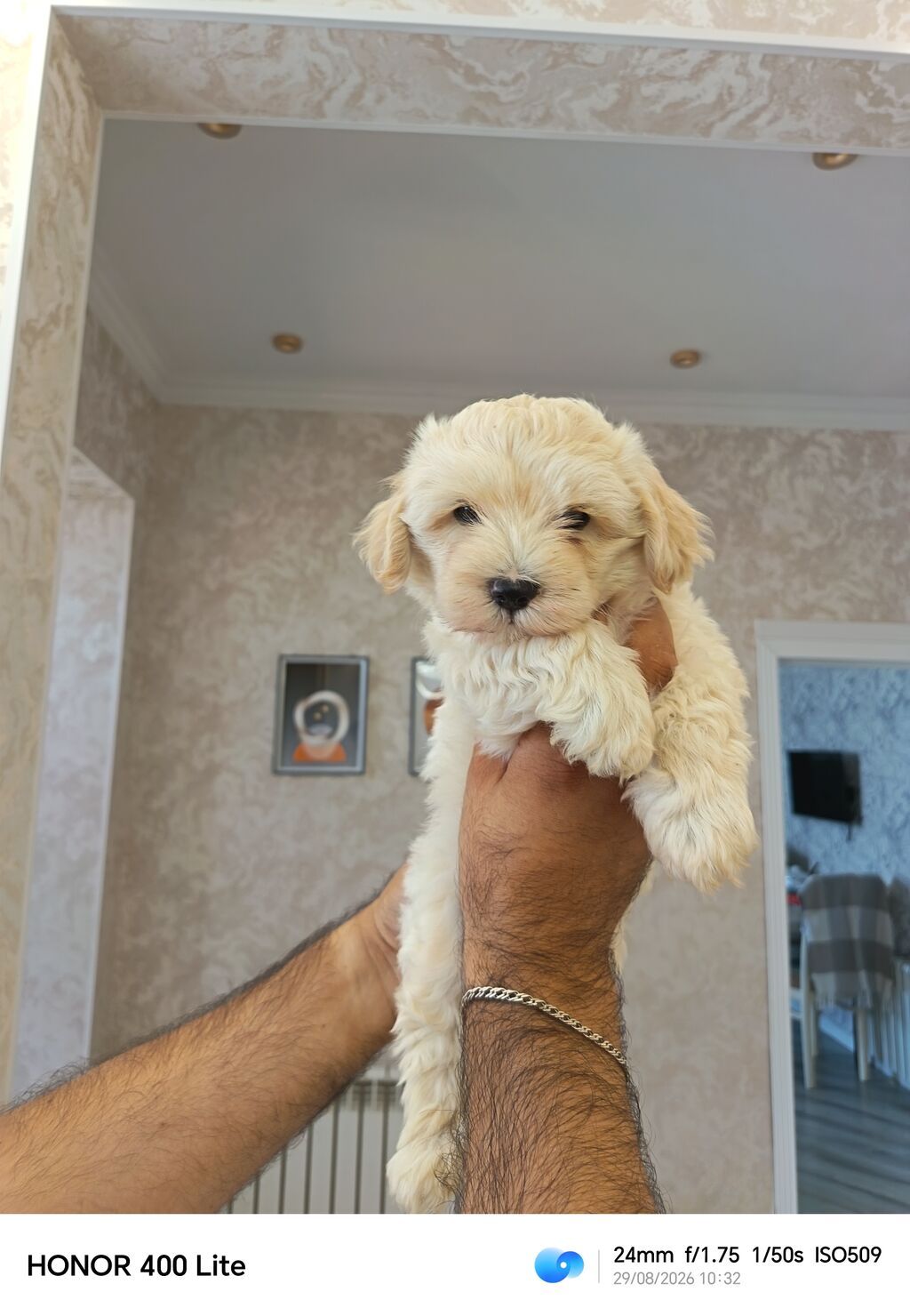 Pudel, 2 ay, Erkək, Peyvəndli, Pulsuz çatdırılma — Heyvanlar, Novxanı (2)