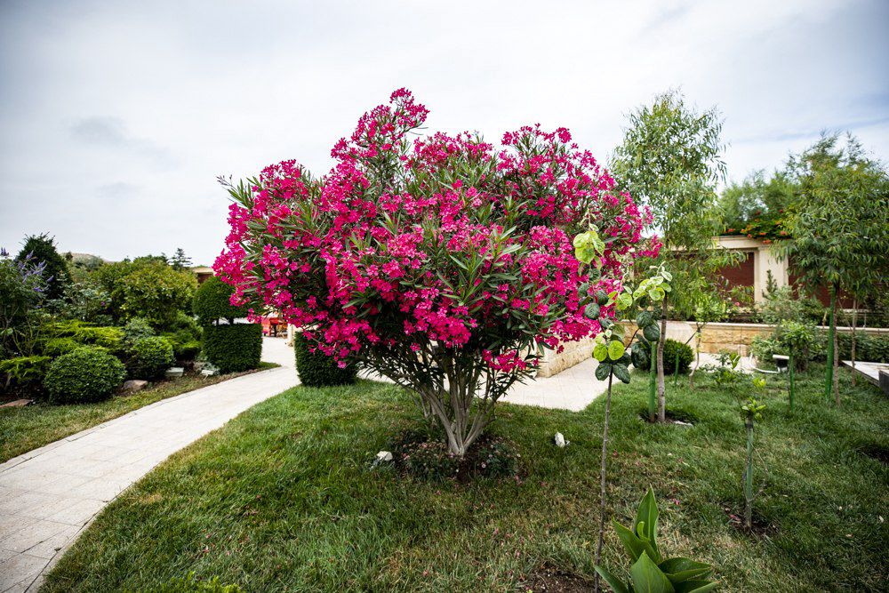 Satılır həyət evi/bağ evi 1000 m² — Ev, villa, Bakı (3)