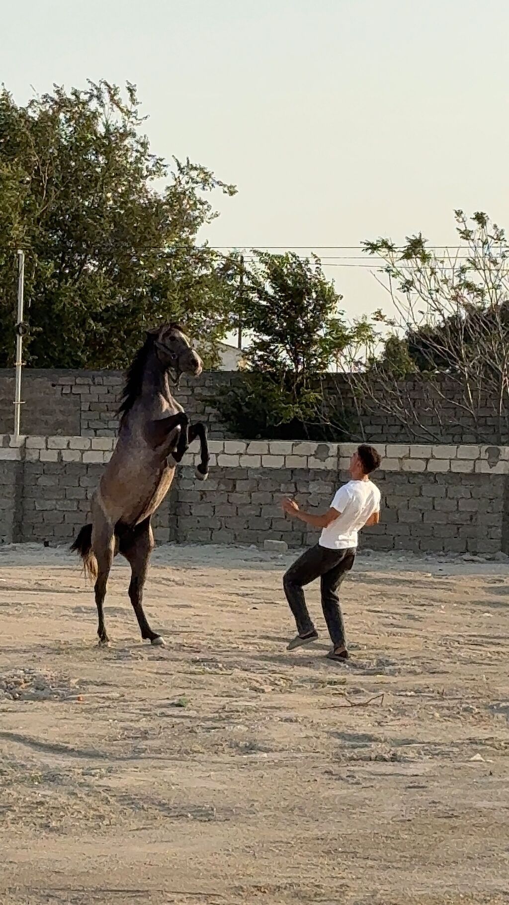 Dişi, il: 2, Ünvandan götürmə — Atlar, Digah (2)