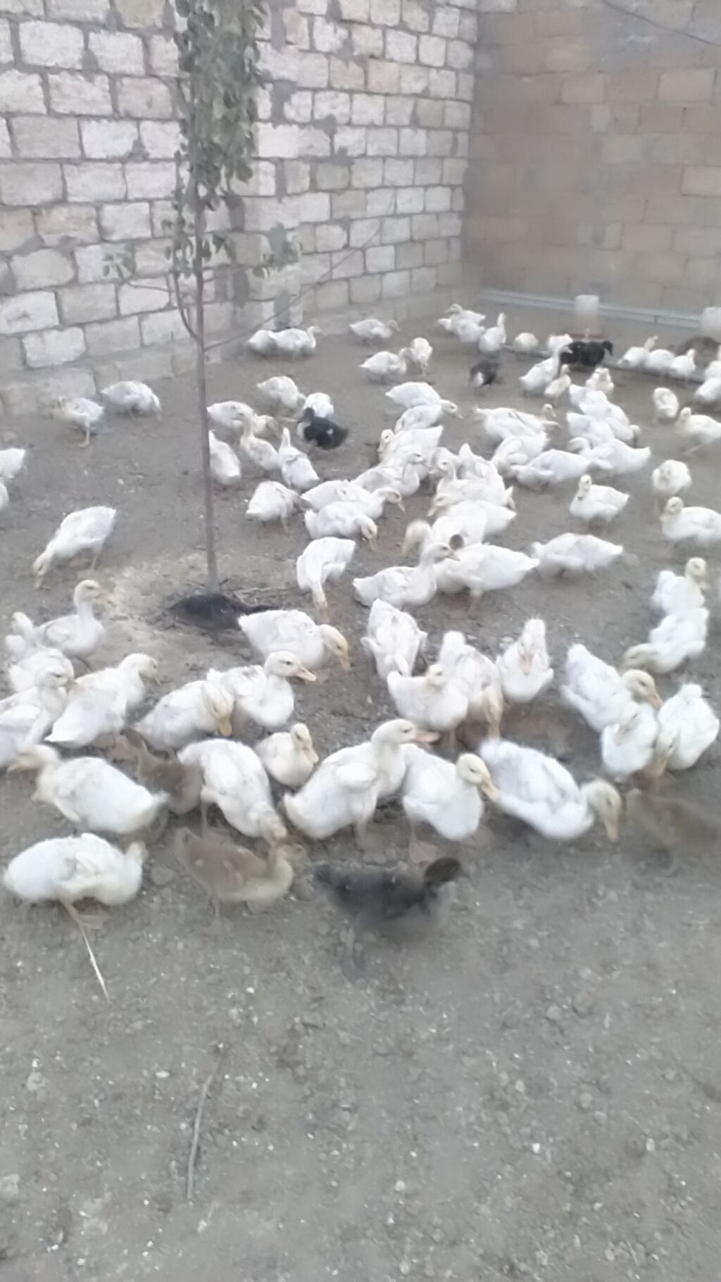 Satış: Pekin cinsi ördək balaları (ağ rəngli sürü) 1 ayliq kuban — Heyvanlar, Güzdək (2)