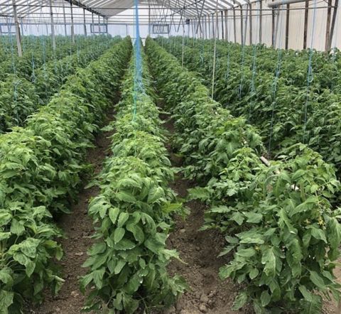 Satılır obyekt 50000 m² — Bakı