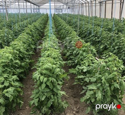 Satılır obyekt 50000 m²