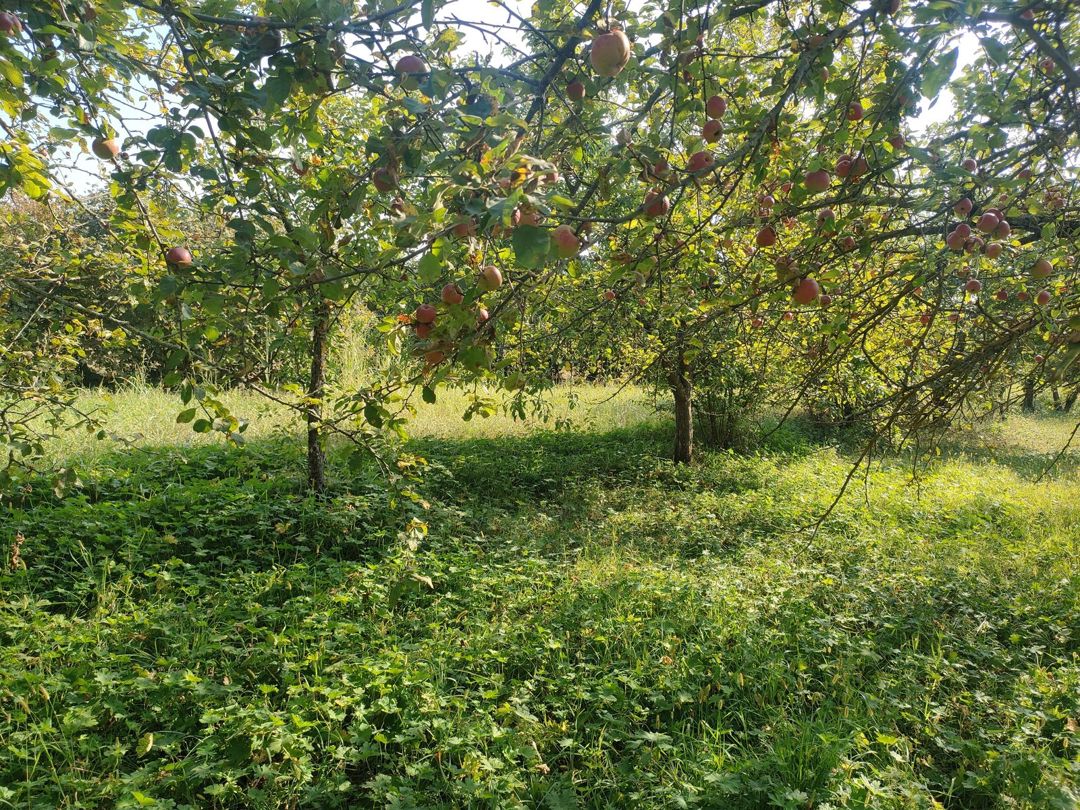 36 sot torpaq sahəsi, Qəbələ r — Torpaq, Qəbələ (4)