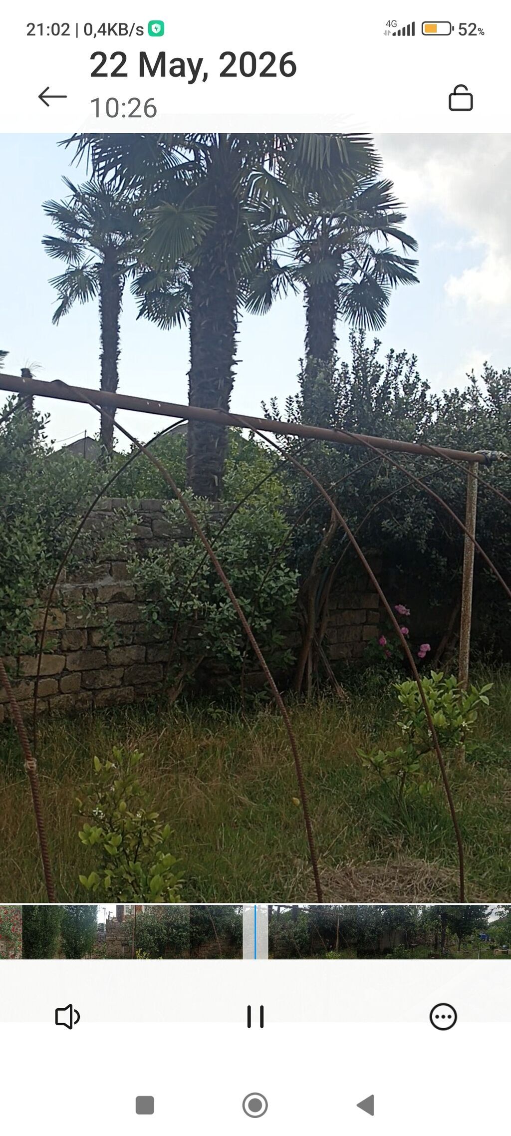 Lənkəran Şilavar kəndində. hər ölçudə var. qiymətlər 10 manatdan 500 — Bitkilər, Lənkəran (2)