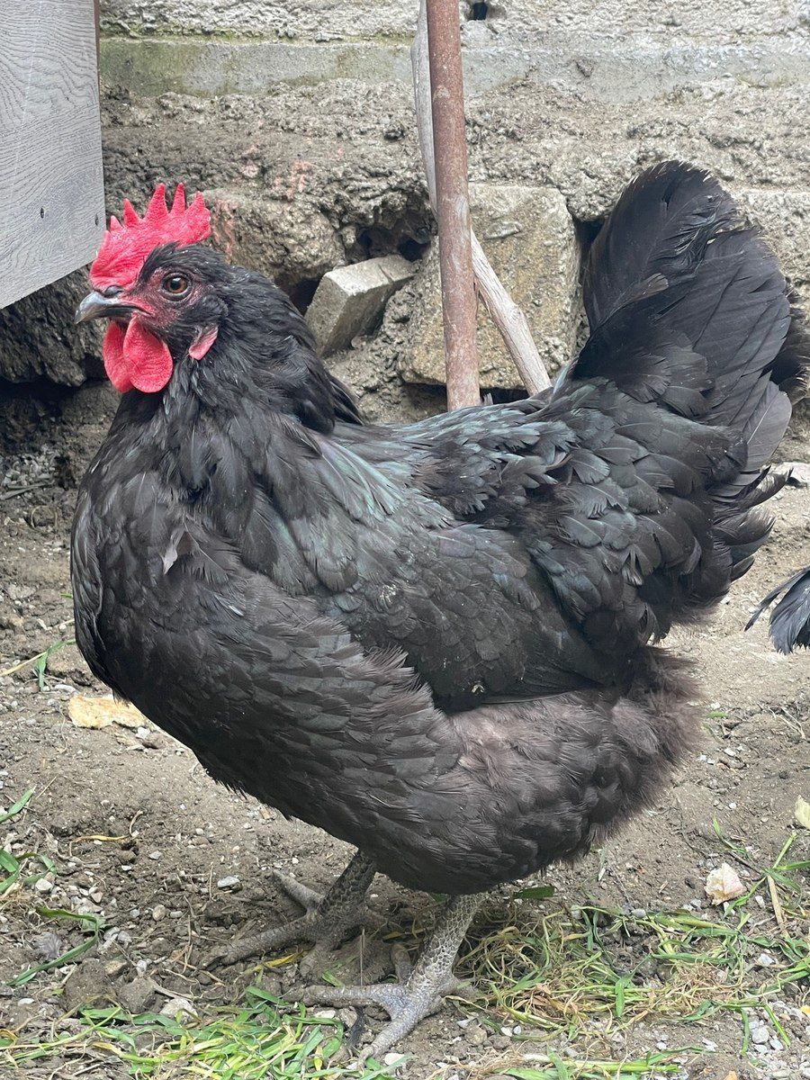 Avstralop yumurtası — Tərəvəz, meyvə və yaşıllıq, Bakı (3)