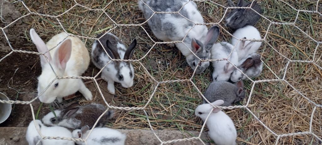Ancaq balaları satılır birinin qiyməti 10 manatdir Satlıq — Dovşanlar, Xırdalan (3)