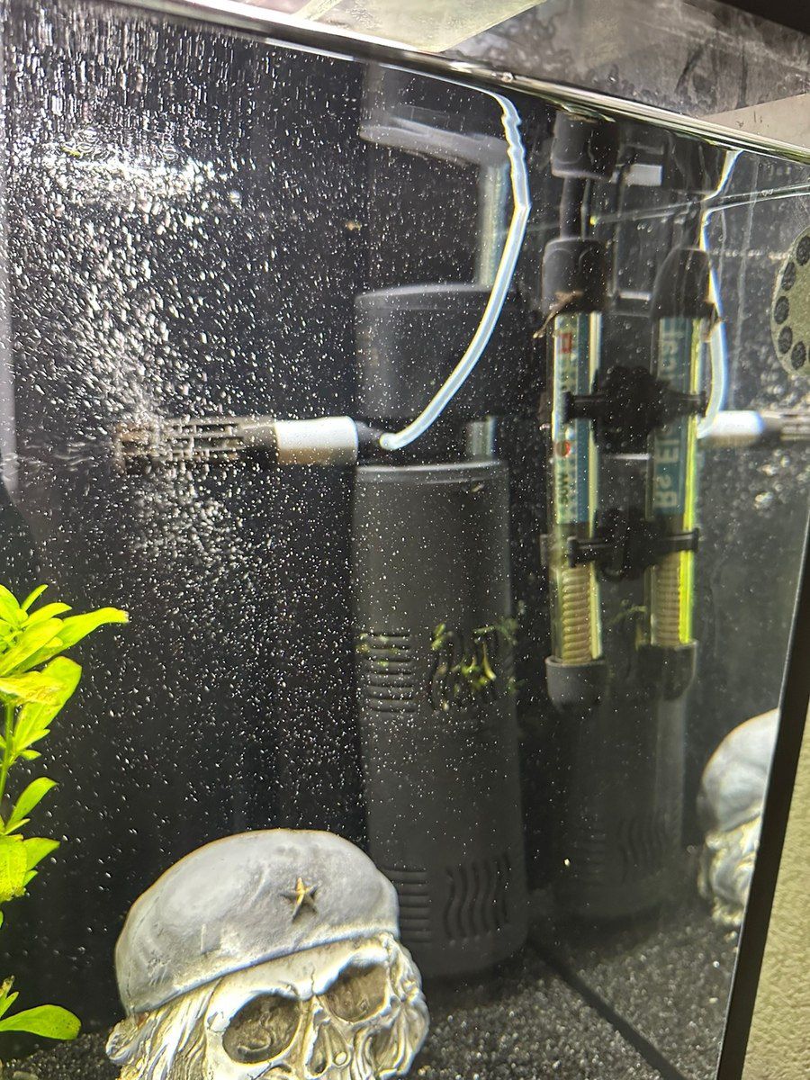 Akvarium — Akvariumlar və balıqlar, Bakı (5)
