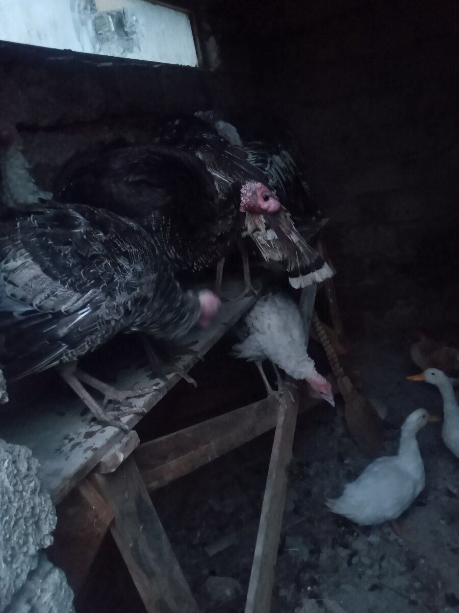 Hinduşka və toyuqlar — Quşlar, Bakı (5)