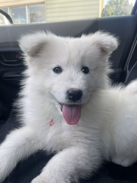 Samoyed — Bakı