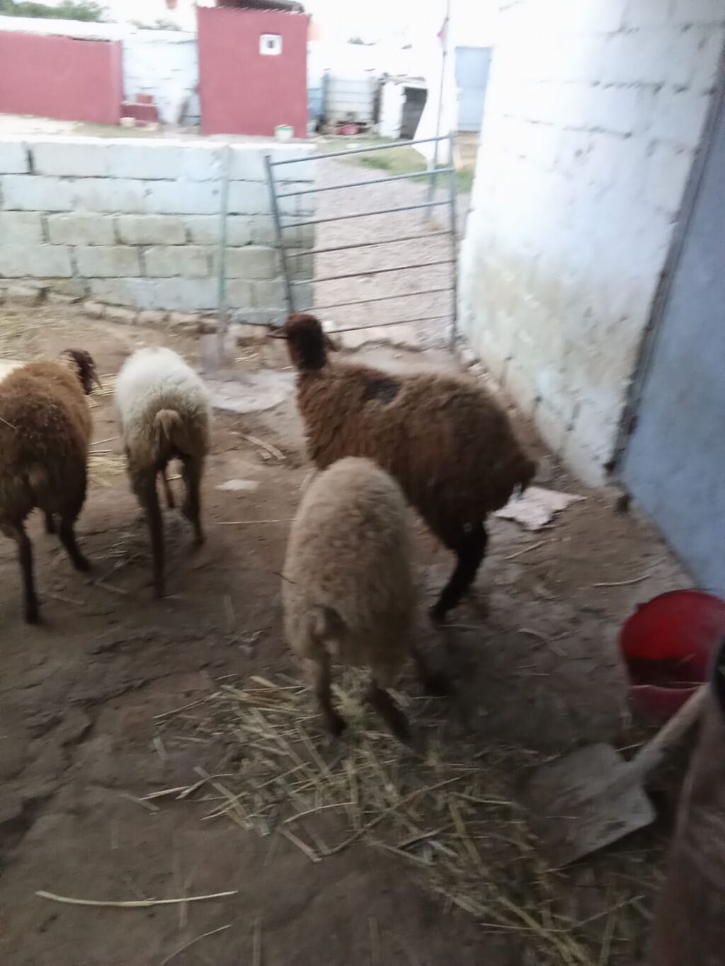 4 dene quzu istəyən olsa yazsın videosunu atım baxın real alıcıya — Heyvanlar, Xırdalan (4)