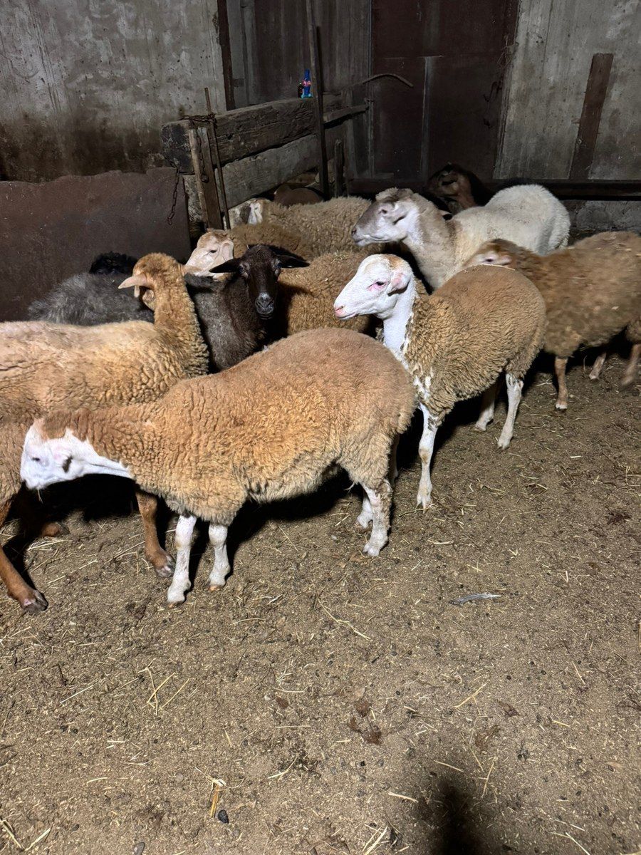 Quzular — Heyvanlar, Sumqayıt (6)