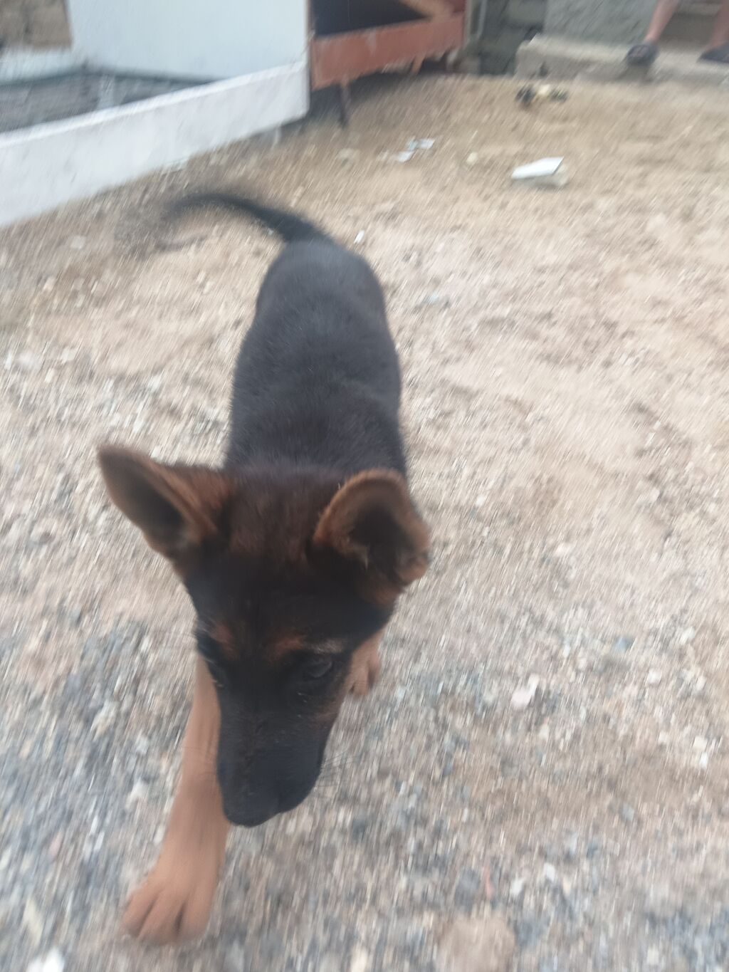 Alman çoban iti, 2 ay, Dişi, Peyvəndli, Ödənişli çatdırılma — Heyvanlar, Bakı (2)