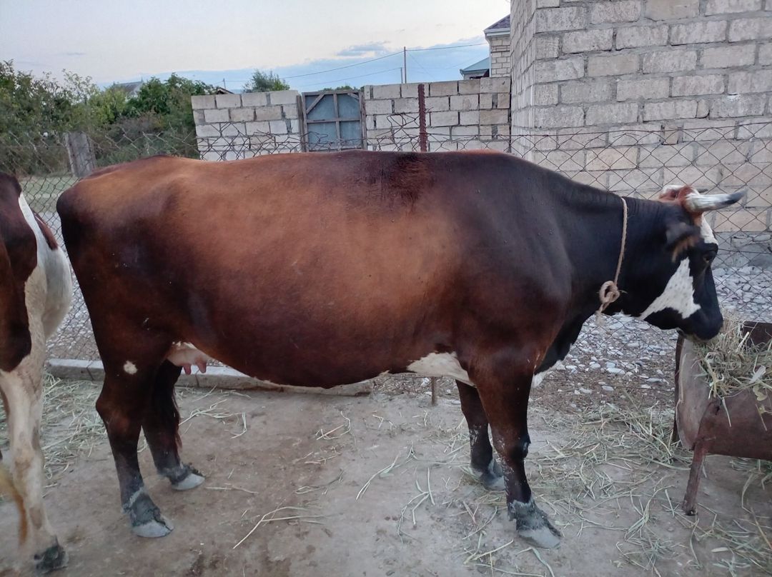 İnək — Heyvanlar, Siyəzən (2)