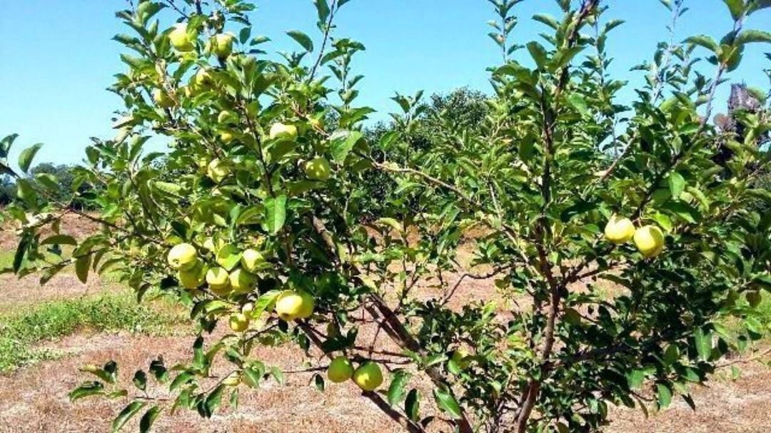 180 sot torpaq sahəsi, Xaçmaz r — Torpaq, Xaçmaz (5)