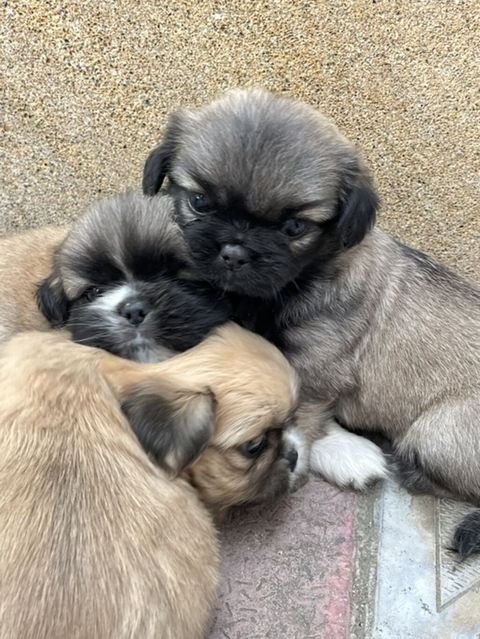 Pekines, Peyvəndli — Xırdalan