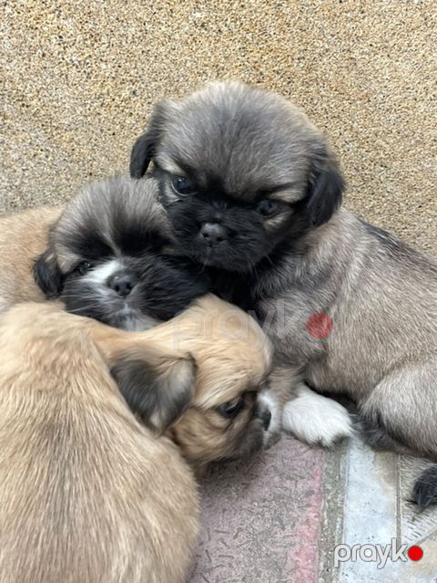 Pekines, Peyvəndli