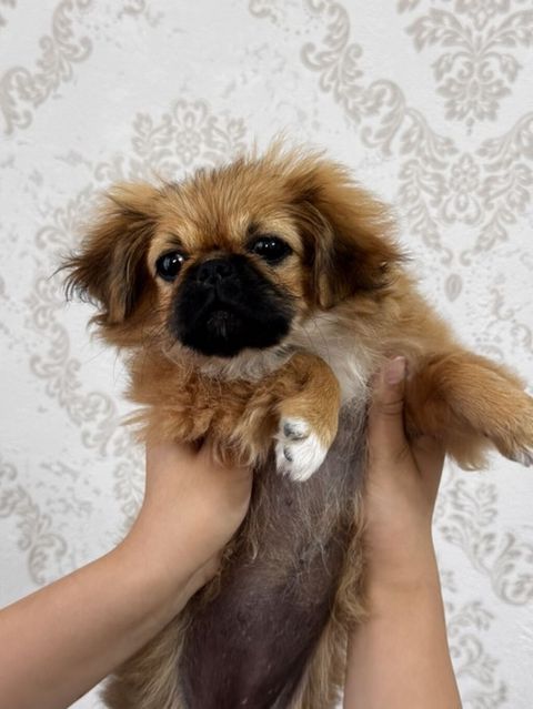 Pekines, 3 ay, Dişi — Digah