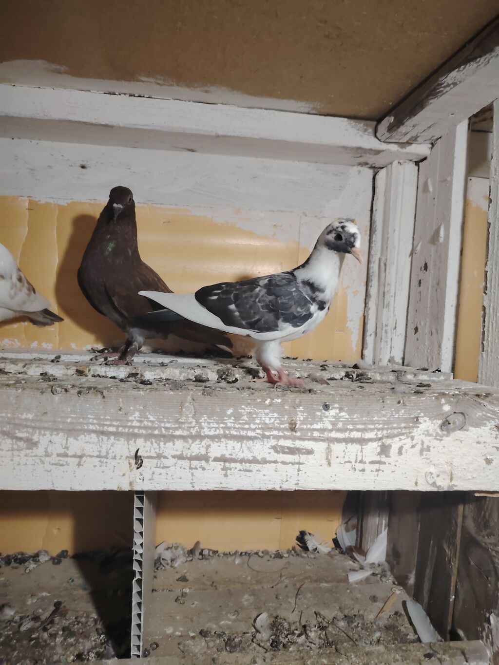 12 tük tay balalar. Erkey tayin dimdiyin qırağında cicey olub sagalib — Quşlar, Bakı (3)
