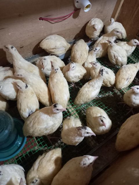 Bildirçin — Bakı