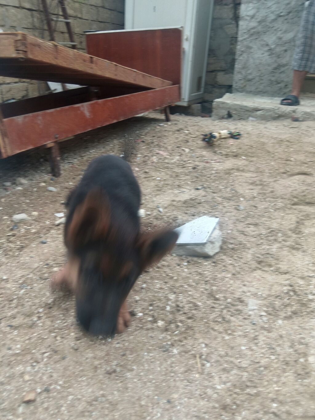 Alman çoban iti, 2 ay, Dişi, Peyvəndli, Ödənişli çatdırılma — Heyvanlar, Bakı (4)