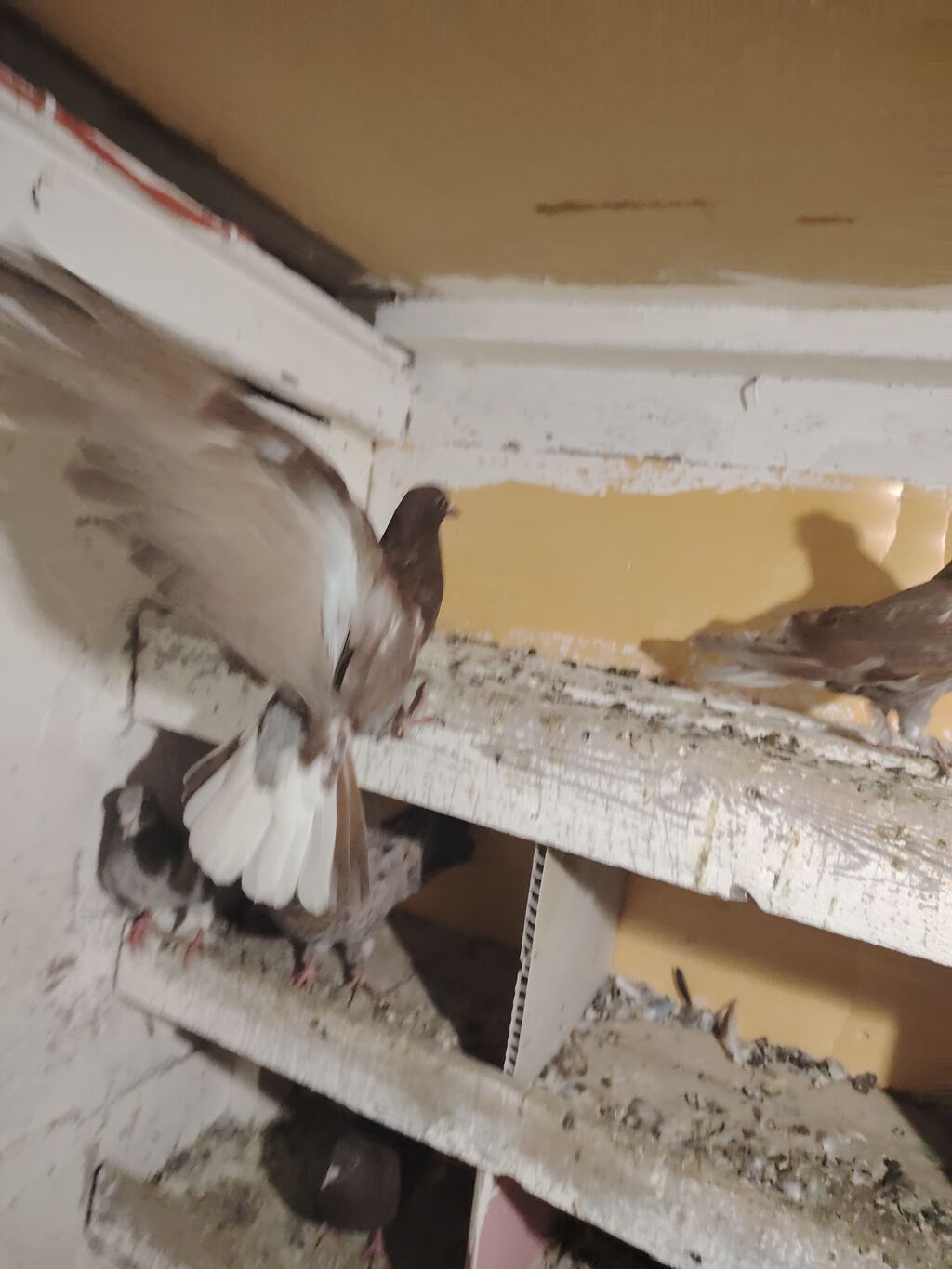 Qırmızı ağ quyruq öz quşlarımın balasidi nikalayski esenlerden cixib — Quşlar, Bakı (9)