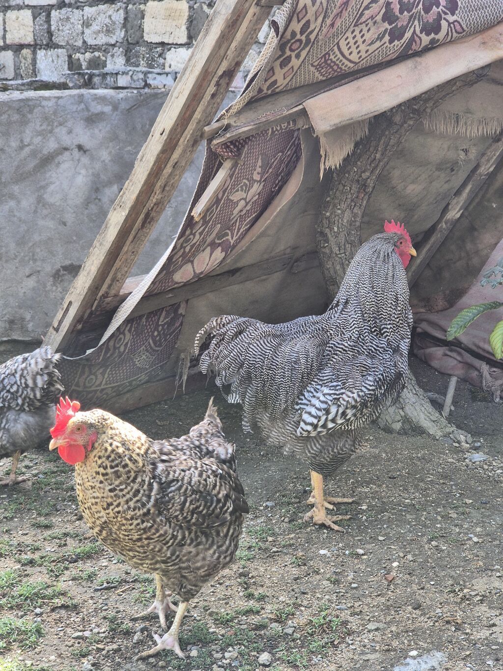 Toyuq, Yumurtalıq, Ödənişli çatdırılma — Heyvanlar, Bakı (3)