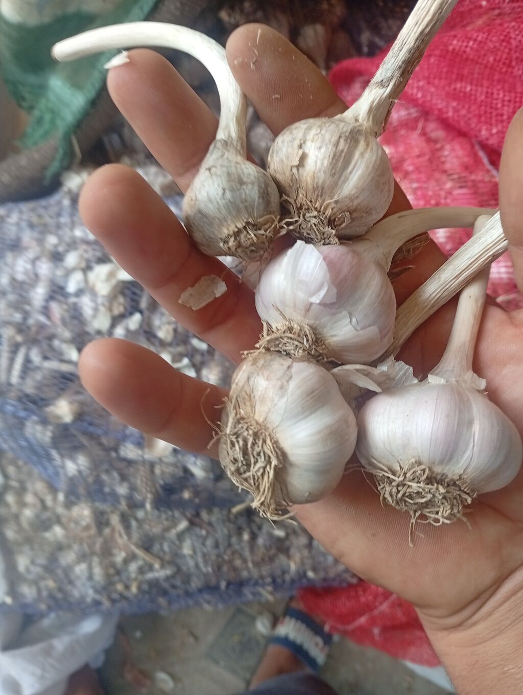 Ucuz Qiymətə sarımsaq İrili xırdalı kilosu 1manat 50 qəpik İstənilən — Qida məhsulları, Digah (3)