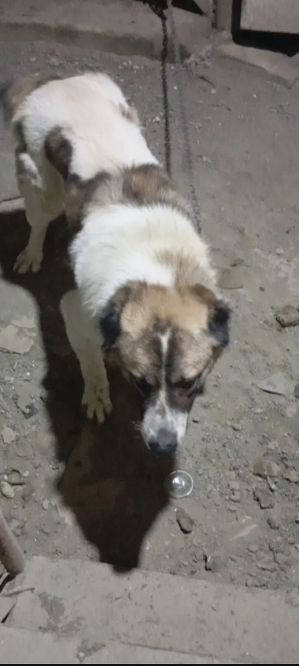 Alabay, 1 il, Erkək, Cütləşmə üçün — Heyvanlar, Xırdalan (4)