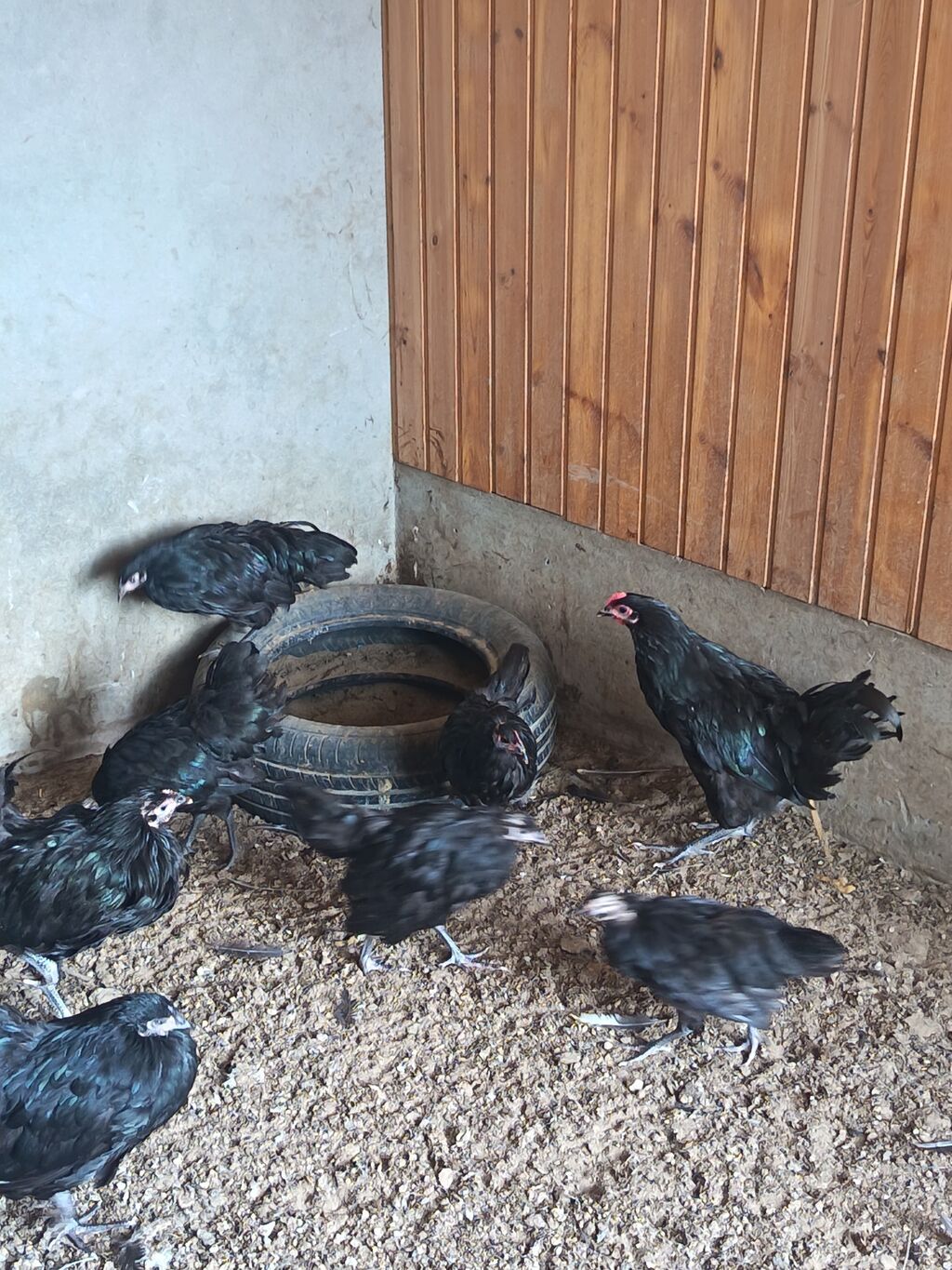 Toyuq, Australorp, Ətlik, Ödənişli çatdırılma — Heyvanlar, Digah (2)