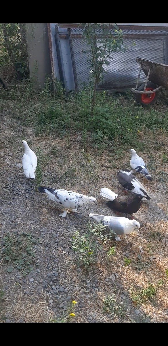 Göyərçinlər — Quşlar, Bakı (2)