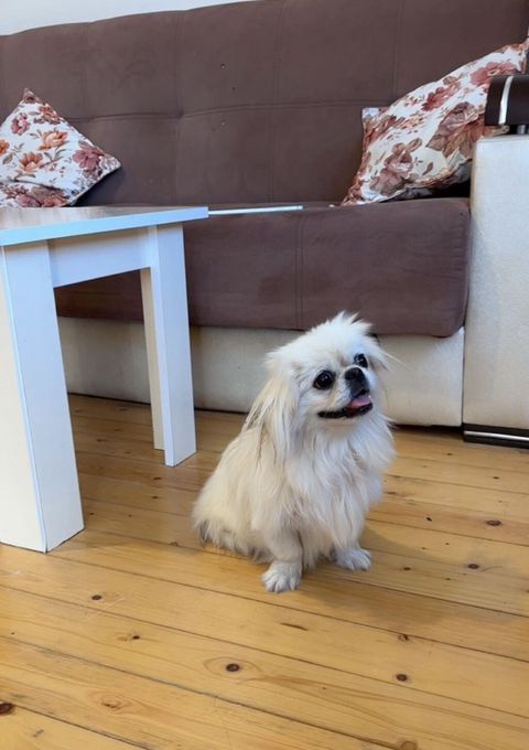 Pekines, 8 ay, Dişi, Ünvandan götürmə