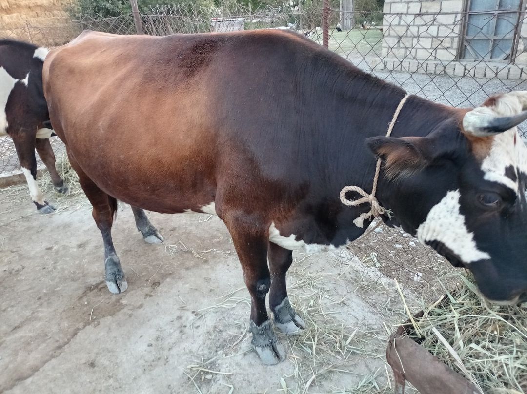 İnək — Heyvanlar, Siyəzən (3)