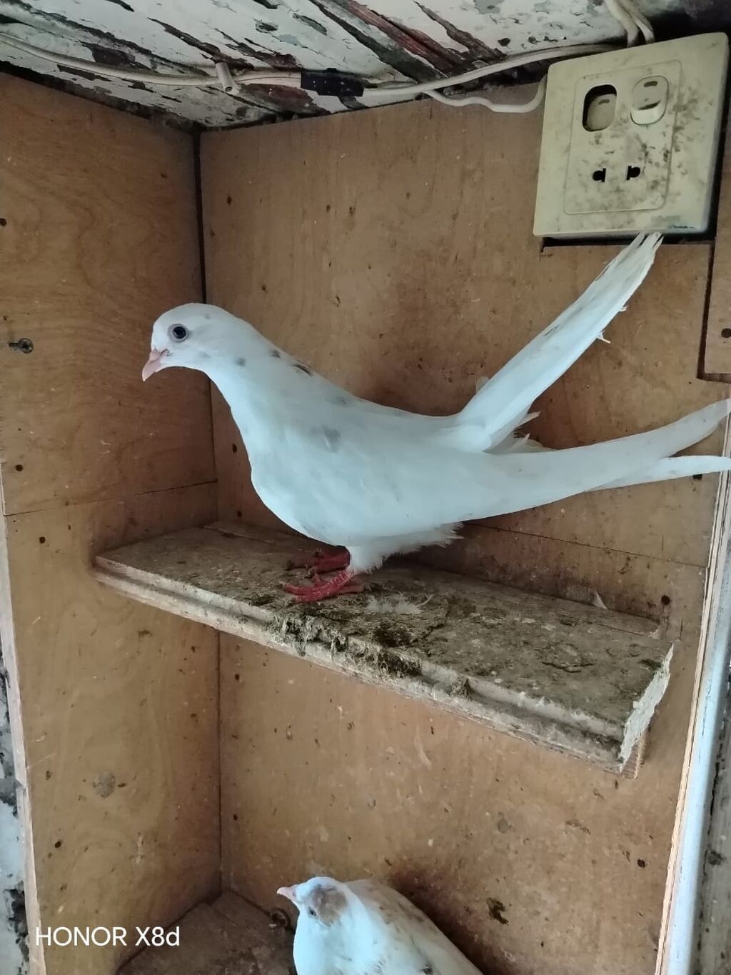 Ebreş agquyruqlar esenlerden qiymet birine aiddir unvan Suraxani — Quşlar, Digah (7)