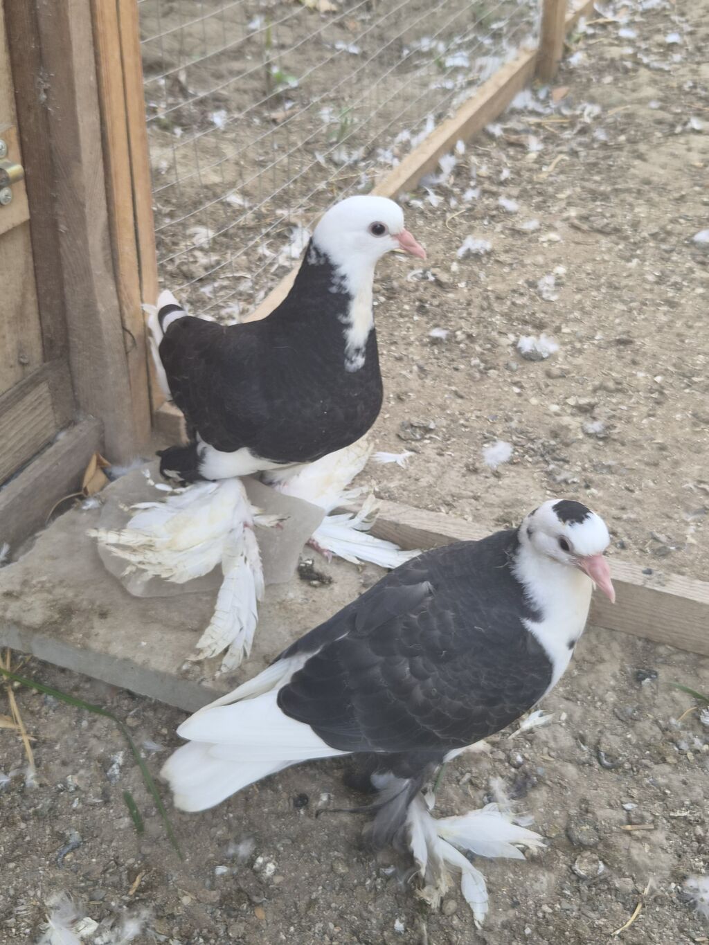 1 cut qara agbas — Quşlar, Sumqayıt (2)