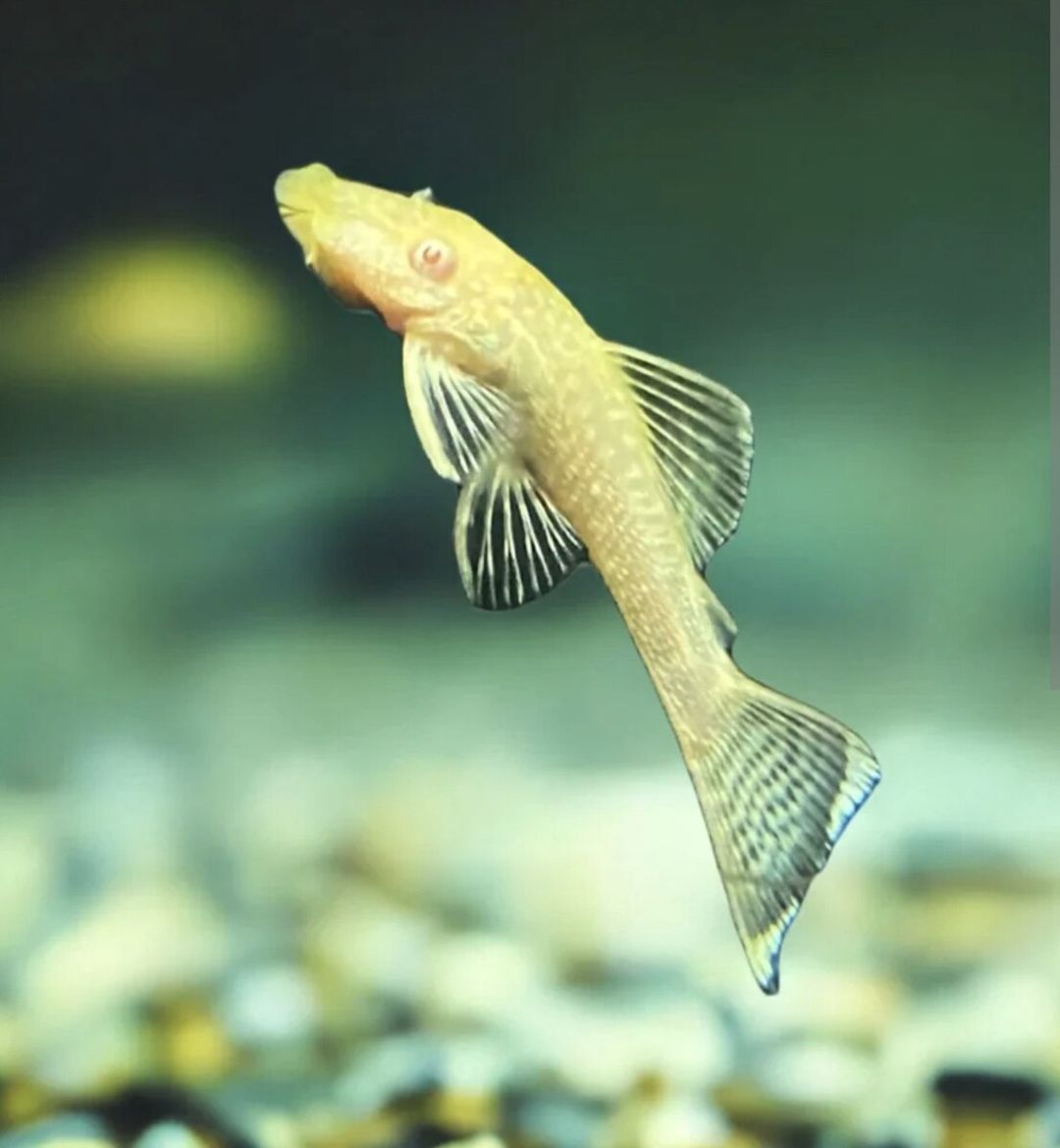 Ancistrus (Şüşə təmizliyən) balıq — Akvariumlar və balıqlar, Bakı (2)